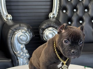 American Bully dogs - Ad 1