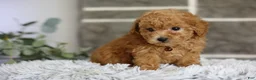 Toy Poodle dogs for sale: Reese  - Ad 6