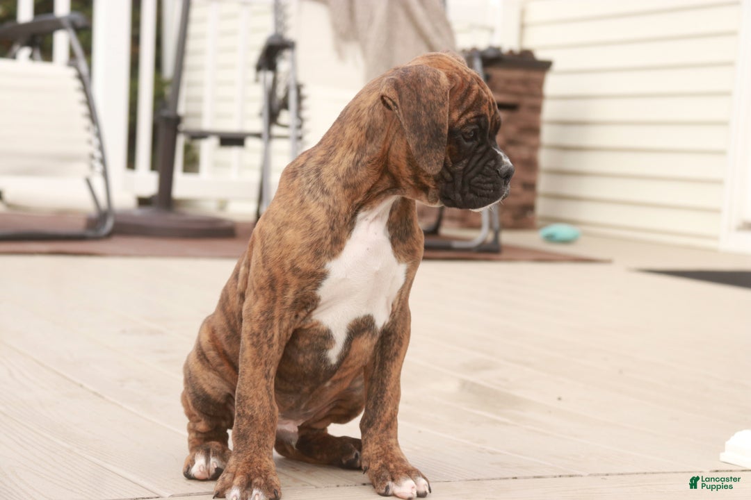 Boxer dogs for sale: Norris - Ad 7