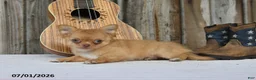 Chihuahua dogs for sale: Nugget - Ad 5