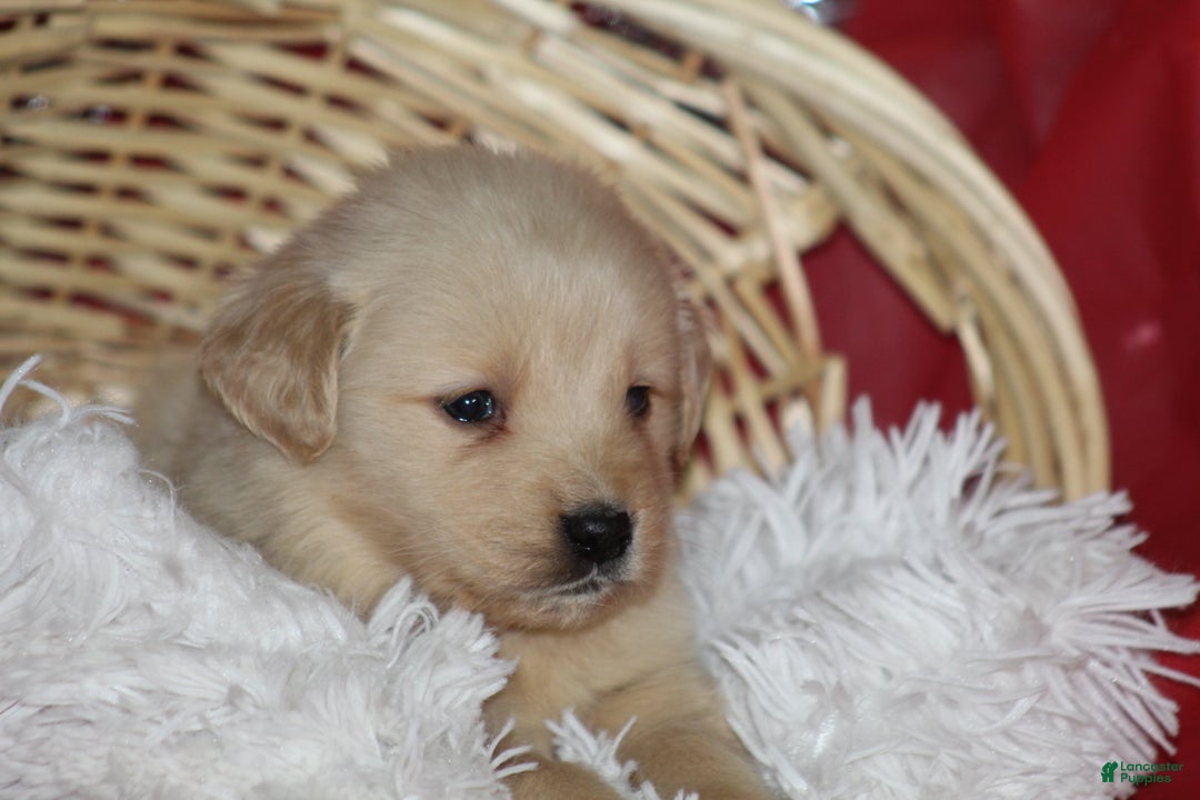 Golden Retriever dogs for sale: Shelly  - Ad 2