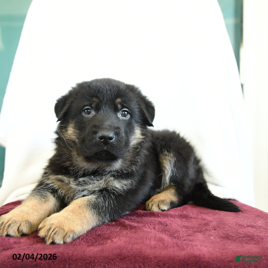 German Shepherd dogs Affinity - Ad 1