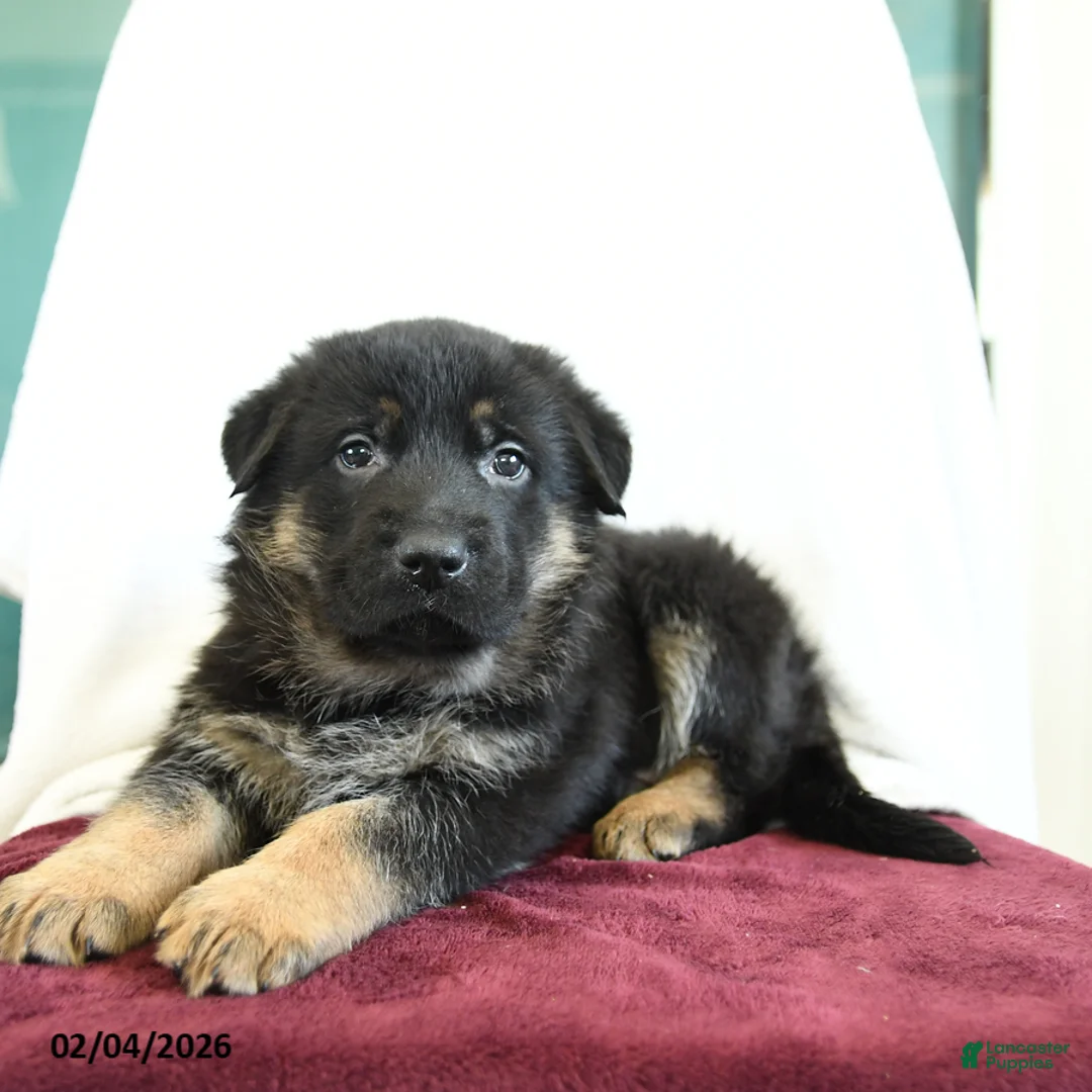 German Shepherd dogs for sale: Affinity - Ad 1