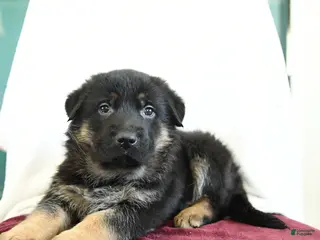 German Shepherd dogs Affinity - Ad 1