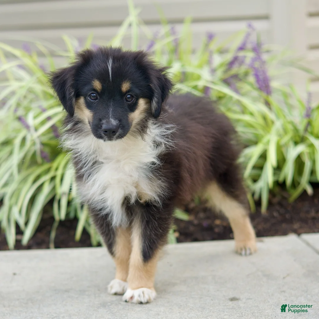 Miniature Australian Shepherd dogs for sale: Tanner  - Ad 2
