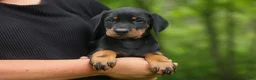 Doberman Pinscher dogs for sale:  Domino (Black Rust)🖤🐾 - Ad 12