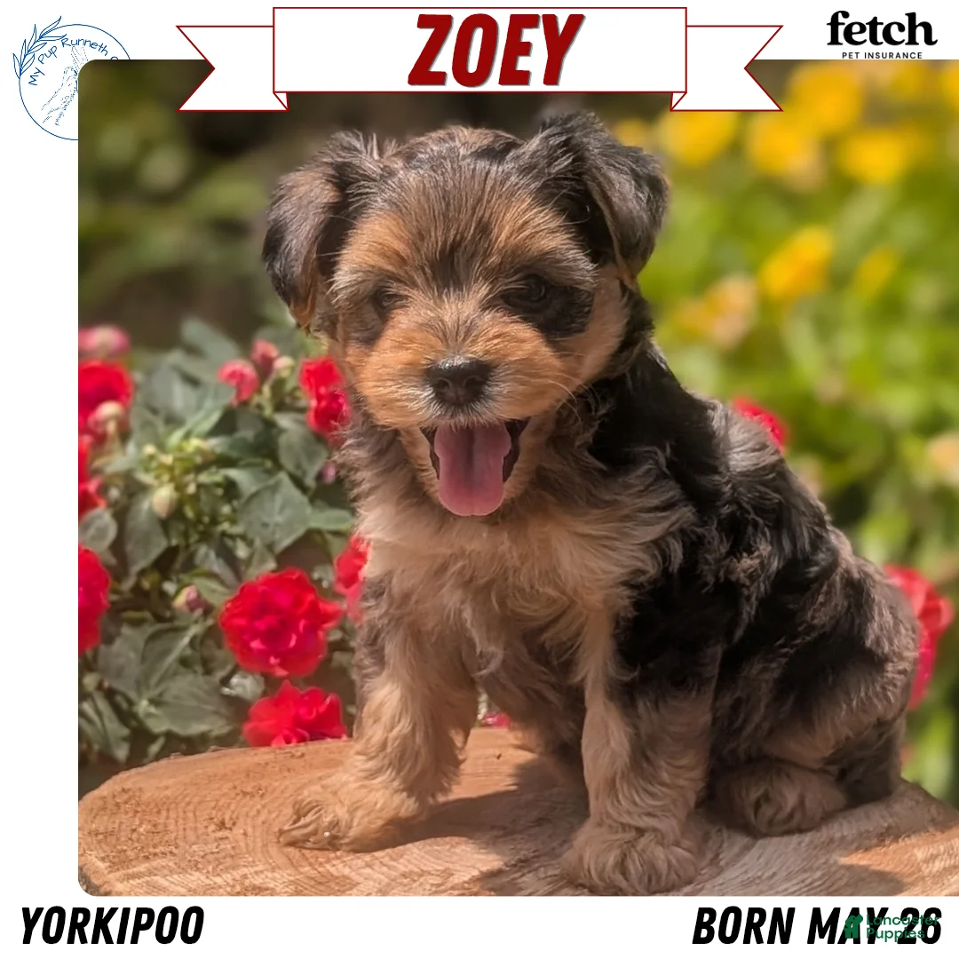 Yorkiepoo dogs for sale: Zoey - Ad 1