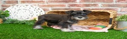 Miniature Schnauzer dogs for sale: Mercy - Ad 14