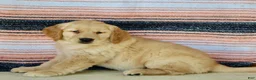 Golden Retriever dogs for sale: Goldie - Ad 6