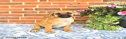 Puggle dogs for sale: Ramona - Ad 4