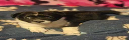 Chihuahua dogs for sale: Butter (T-Cup) - Ad 12