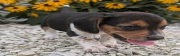 Beagle dogs for sale: Toast - Ad 6