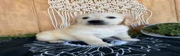 Golden Retriever dogs for sale: Gigi - Ad 23