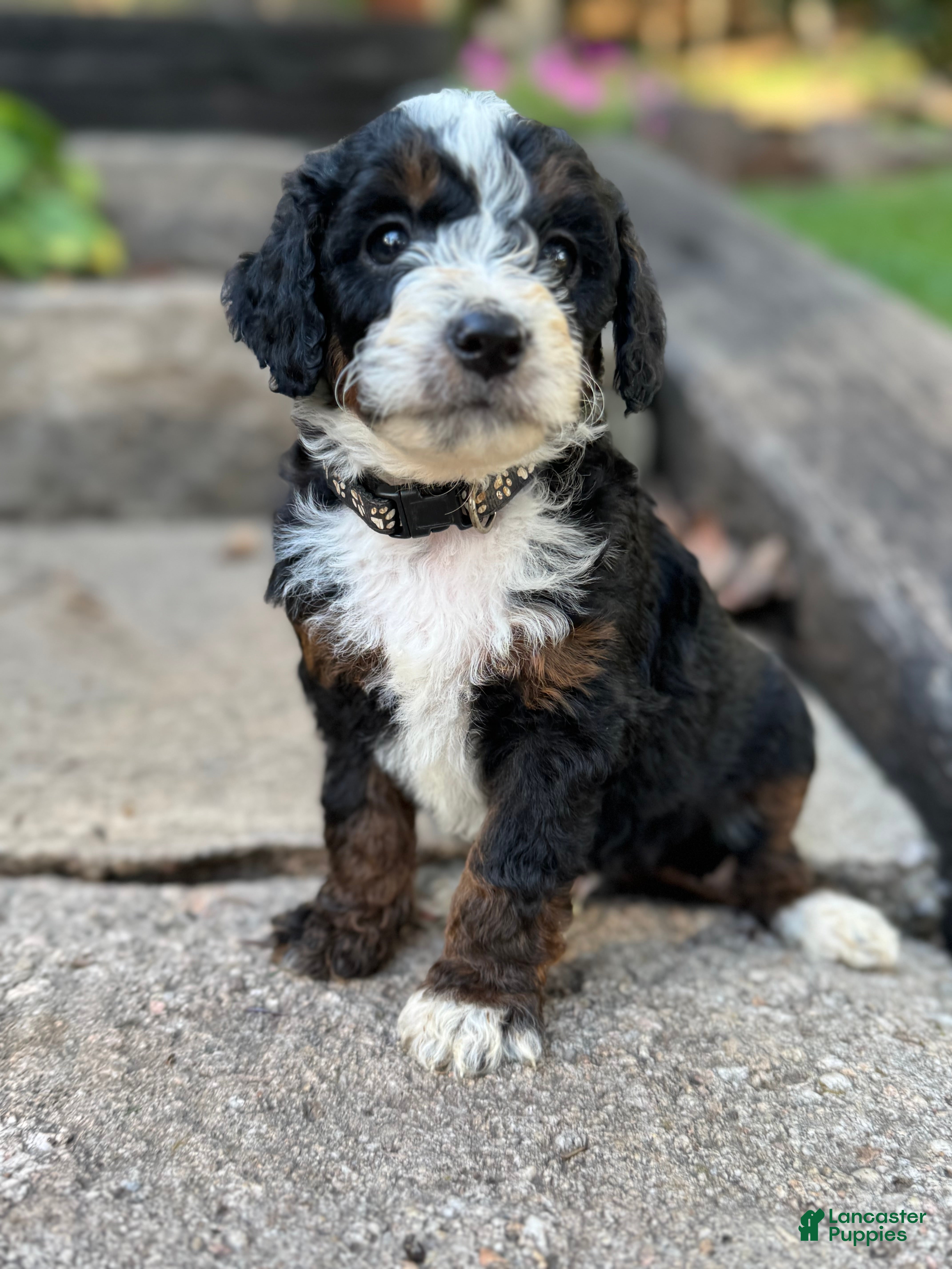 White​ Bernedoodle Puppies for sale Lancaster Puppies