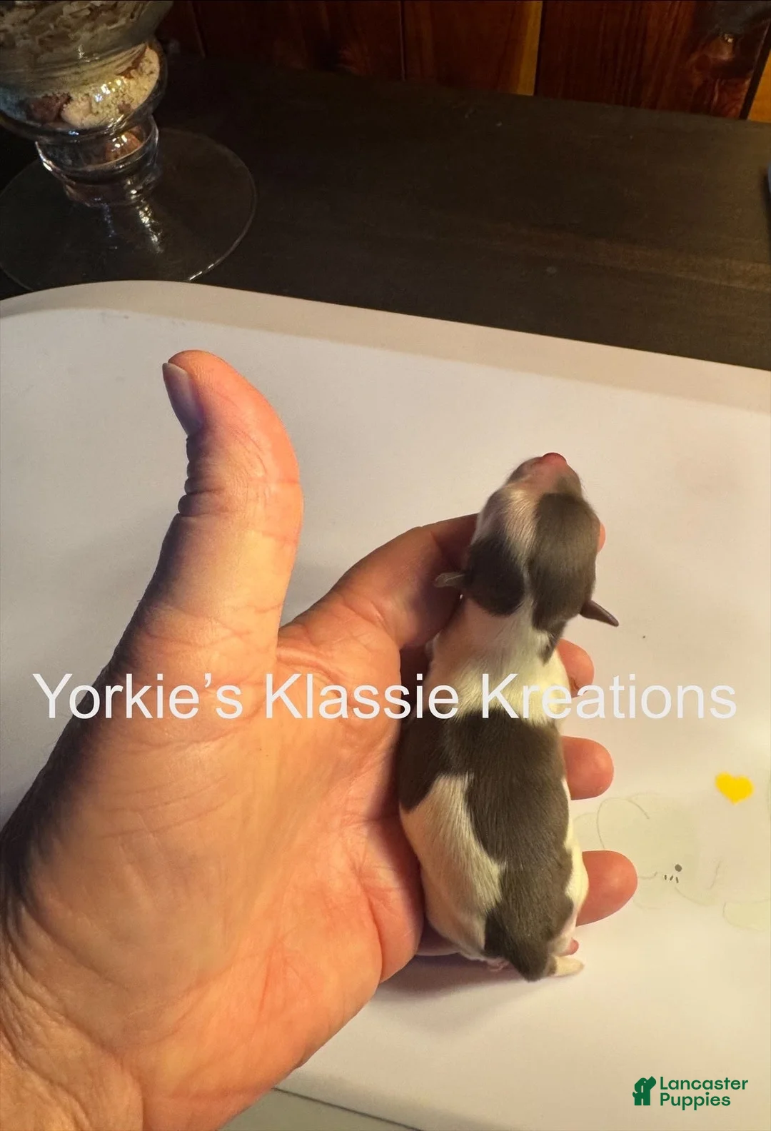 Yorkshire Terrier dogs for sale: ELSEIGH - Ad 11