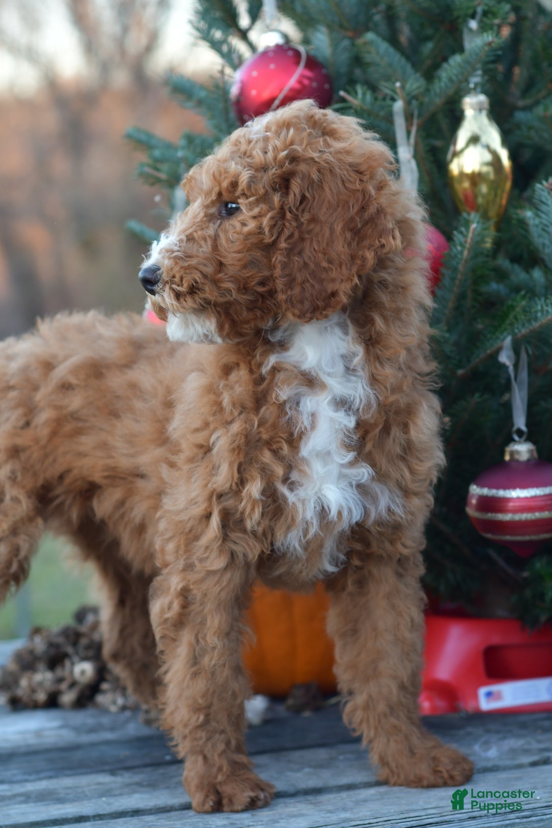 Standard Poodle dogs for sale: Candy - Ad 17