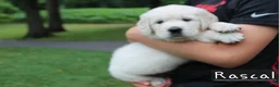 Golden Retriever dogs for sale: Rascal - Ad 4