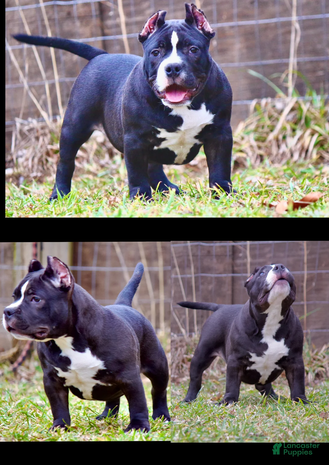 American Bully dogs for sale: American Bully Puppy 1 - Ad 2