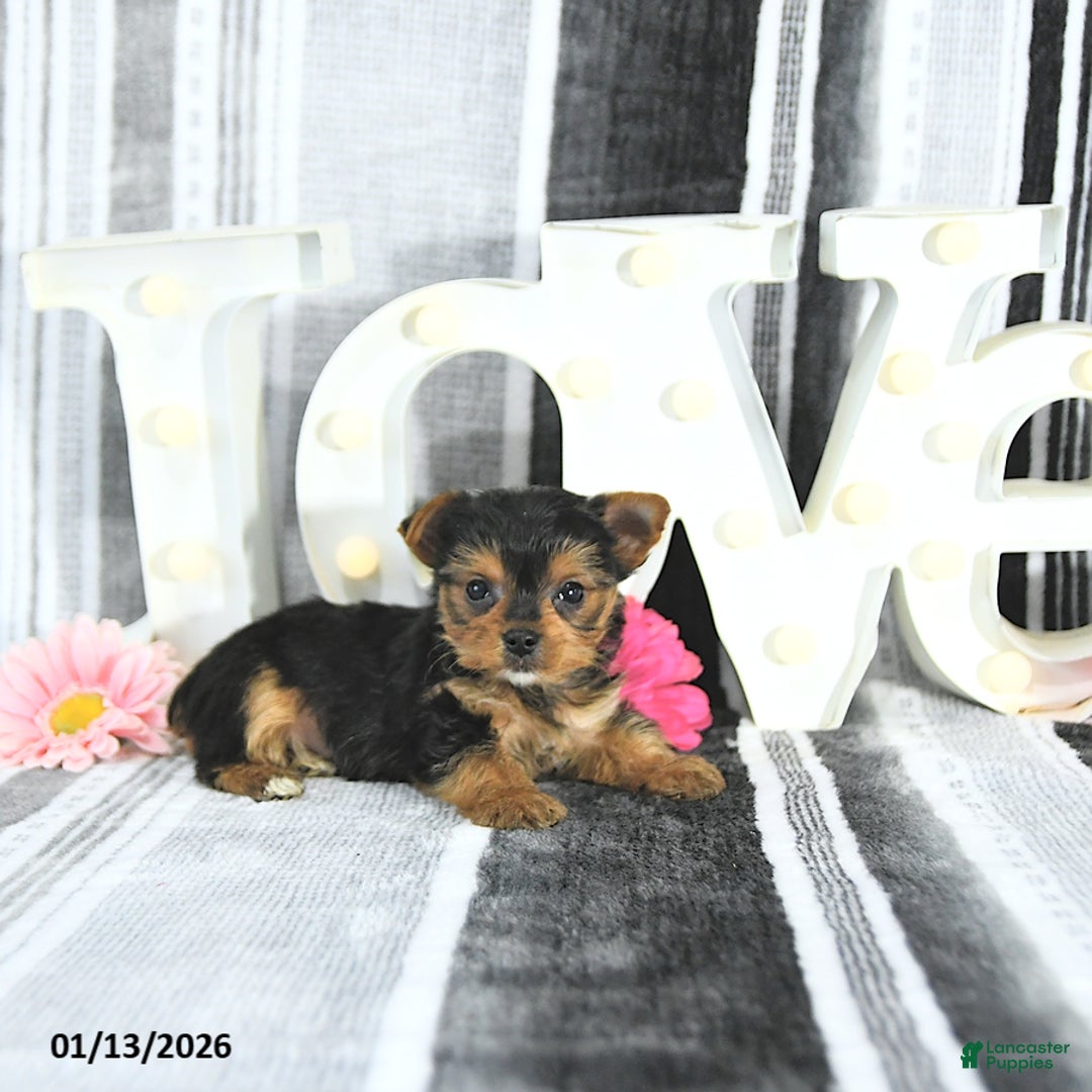 Yorkshire Terrier dogs for sale: Mason - Ad 4