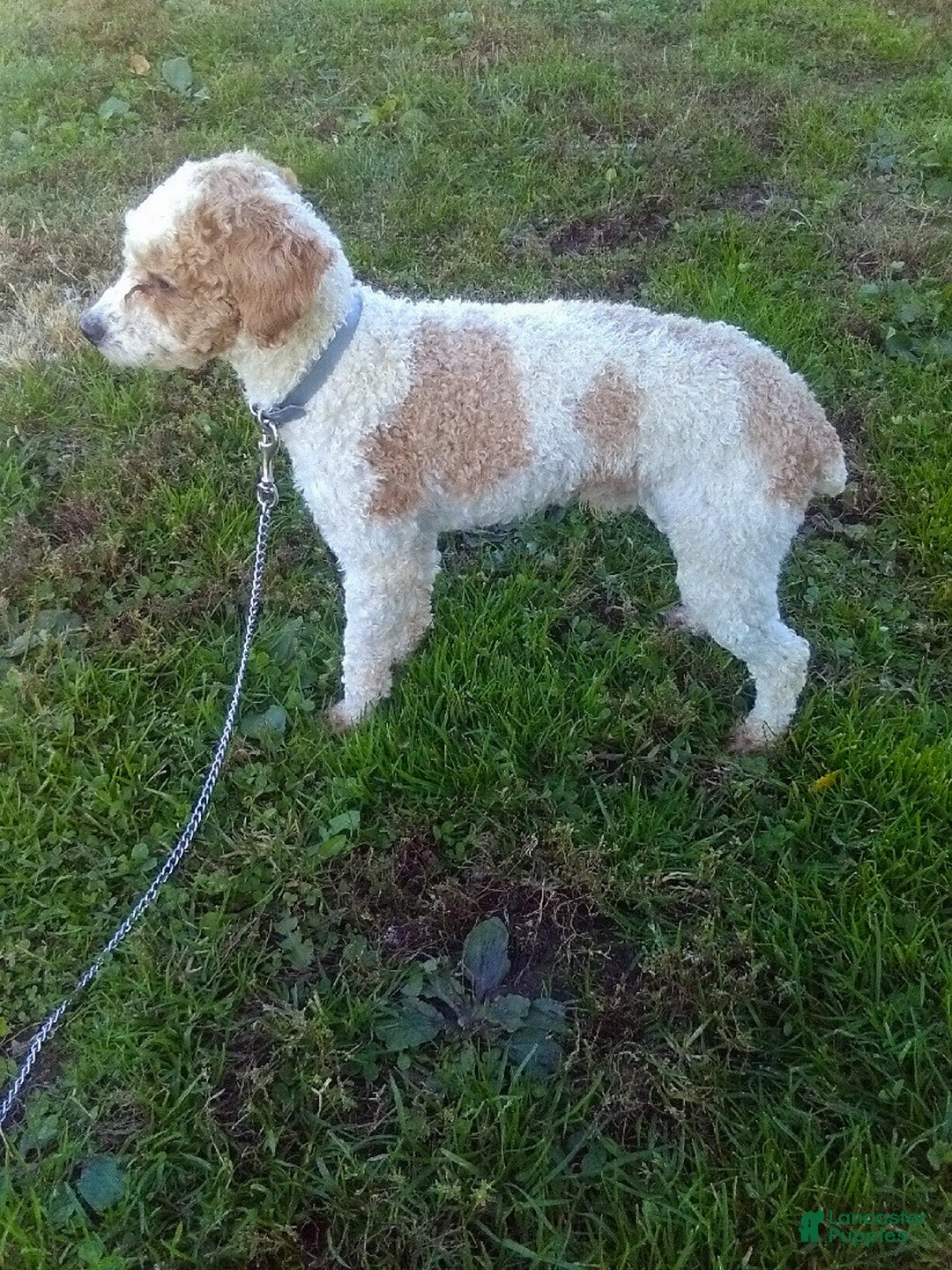 Miniature Poodle dogs for sale: LEO - Ad 16
