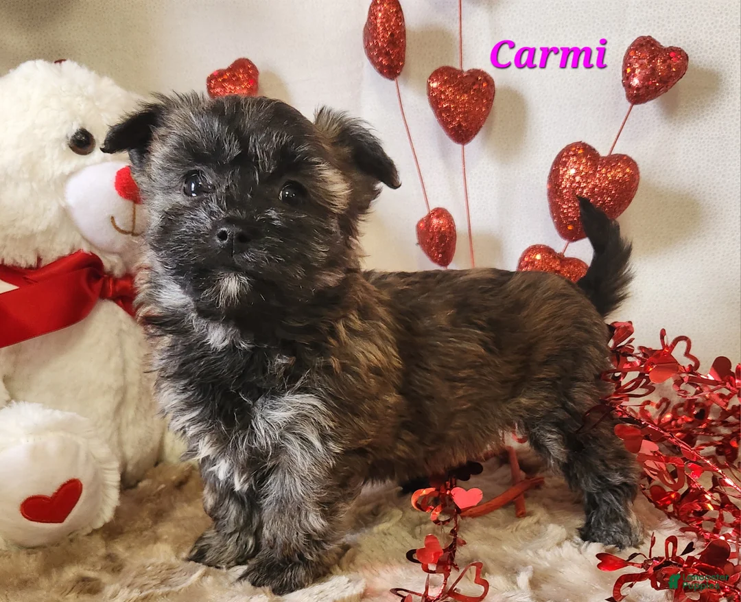 Yochon dogs for sale: Carmi - Ad 2