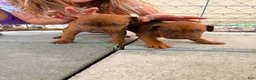 American Pit Bull Terrier dogs for sale: American Pit Bull Terrier 9 - Ad 2