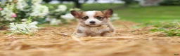 Welsh Corgi Pembroke dogs for sale: Myla - Ad 4