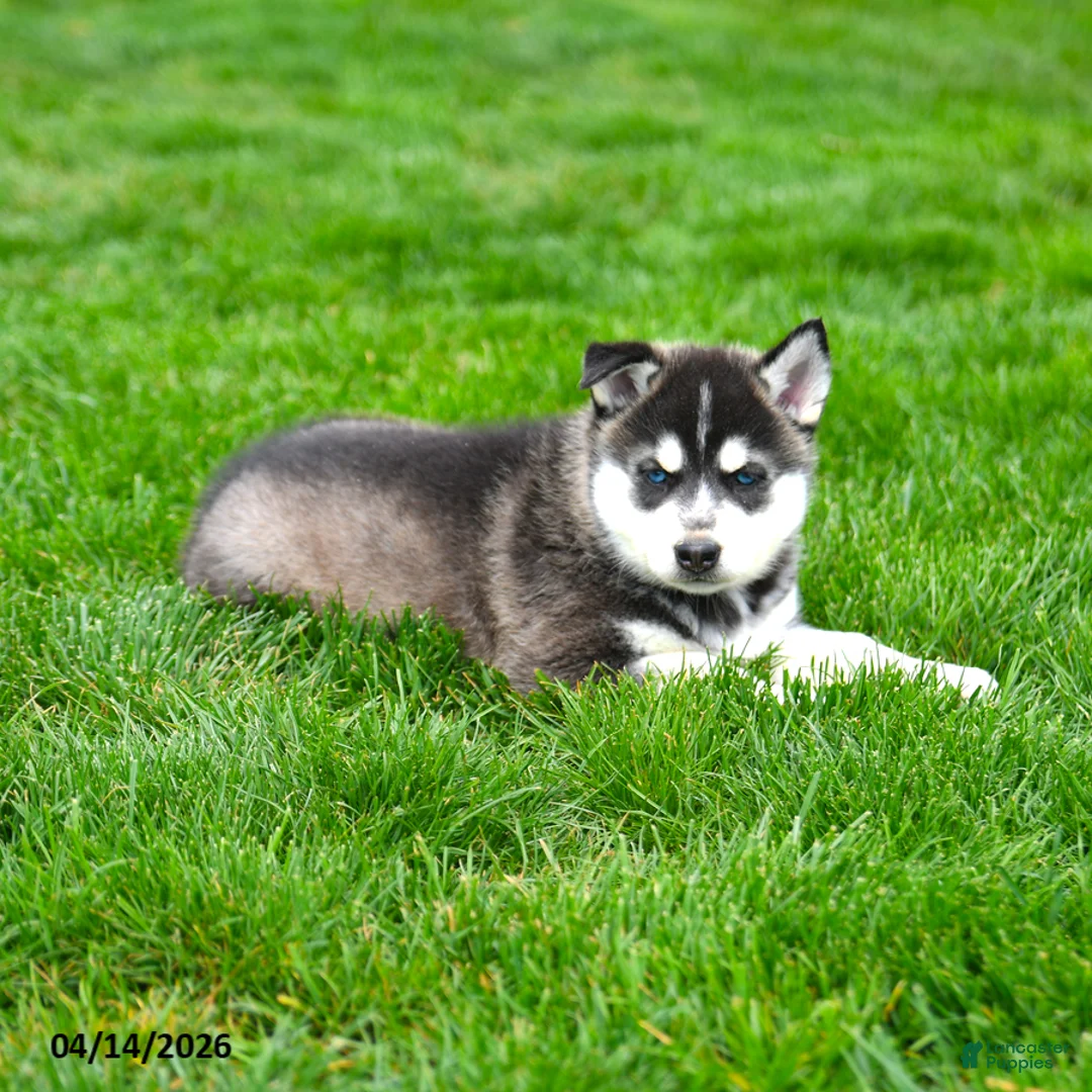 Gerberian Shepsky dogs for sale: Ranger - Ad 5