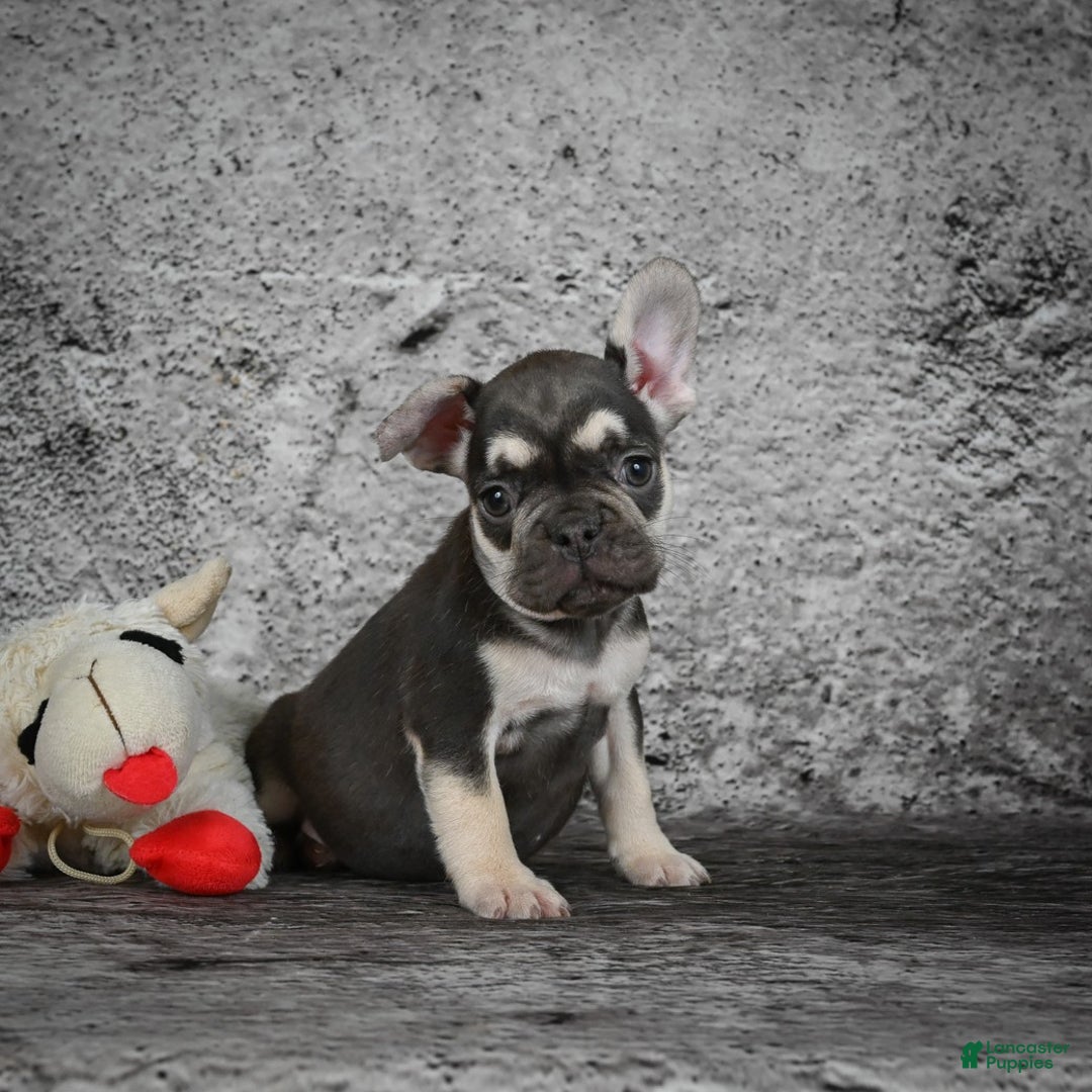 French Bulldog dogs for sale: Becky - Ad 3