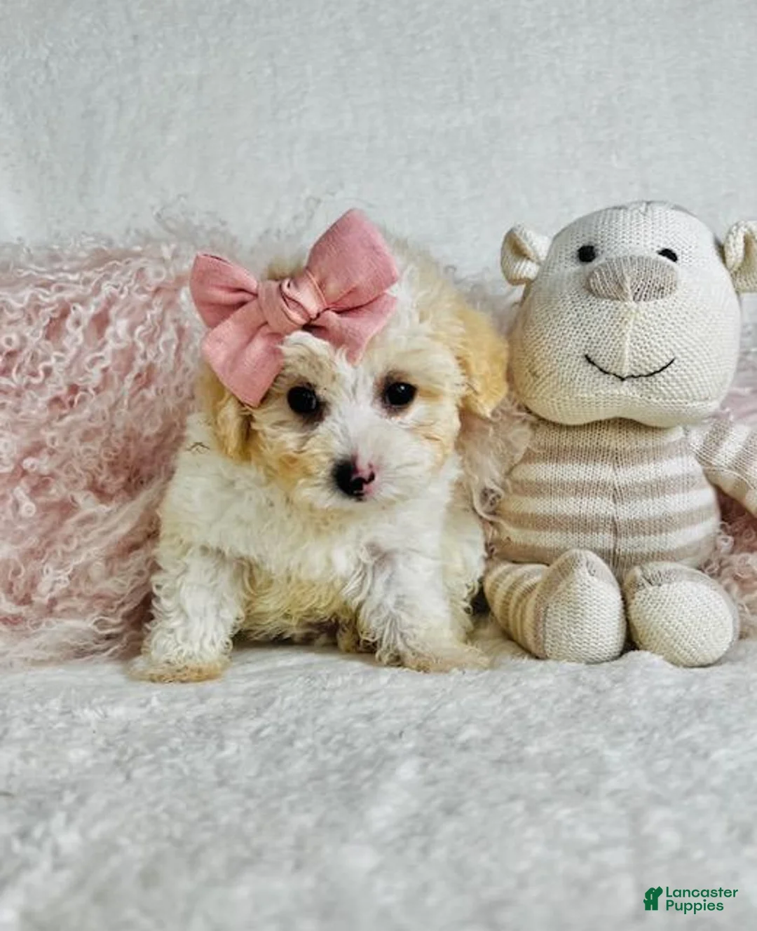 Toy Poodle dogs for sale: Toy Poodle 1 - Ad 2