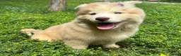Siberian Husky dogs for sale: RAYA - Ad 8