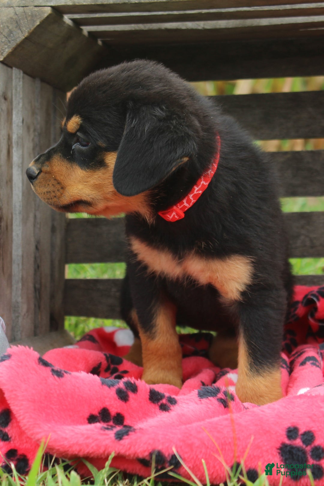 Week Rottweiler Puppy With Tail Dogs Tail Docking Rottweiler