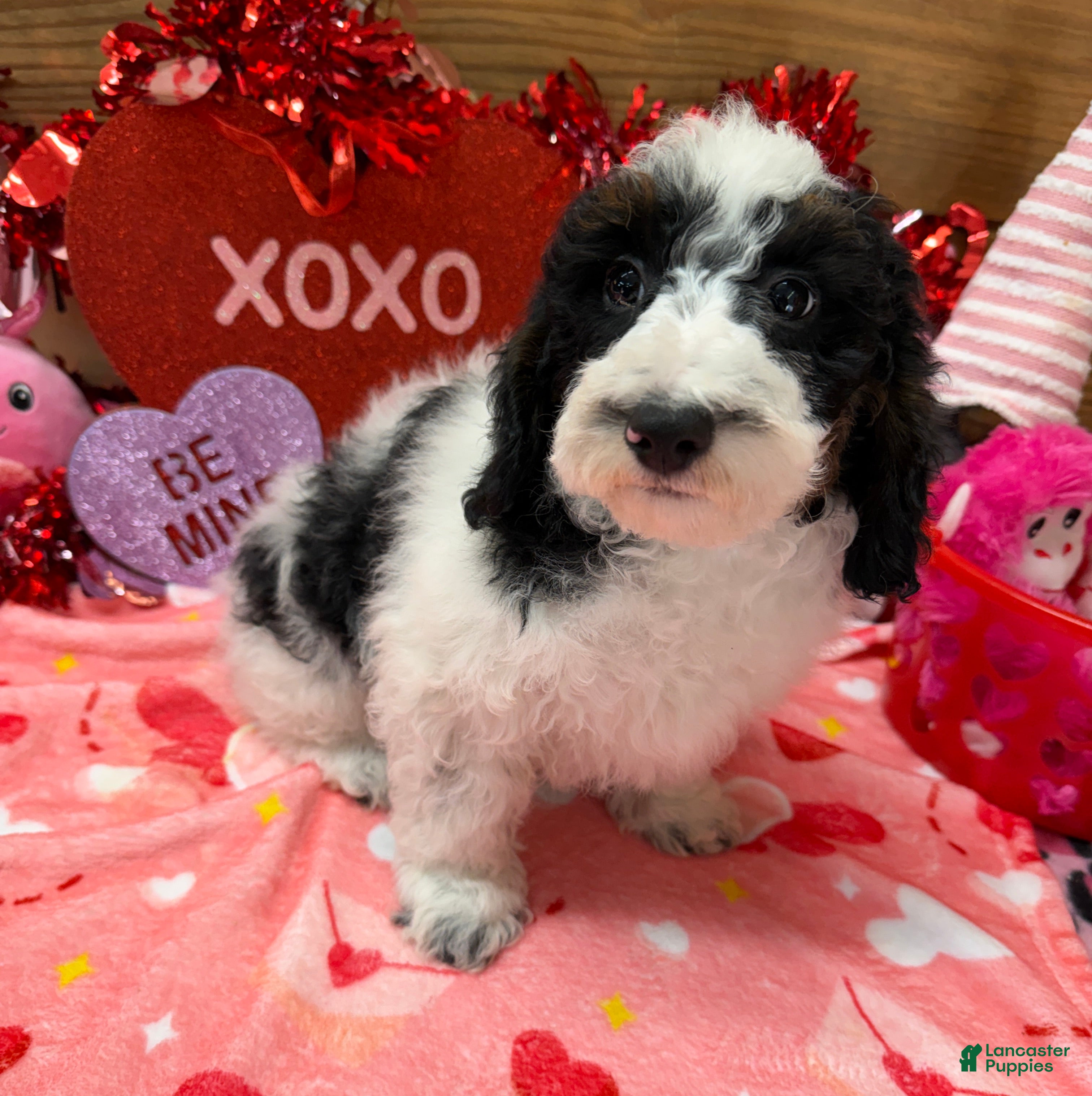 Cockapoo dogs Oscar - Ad 15