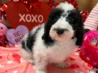 Cockapoo dogs Oscar - Ad 15