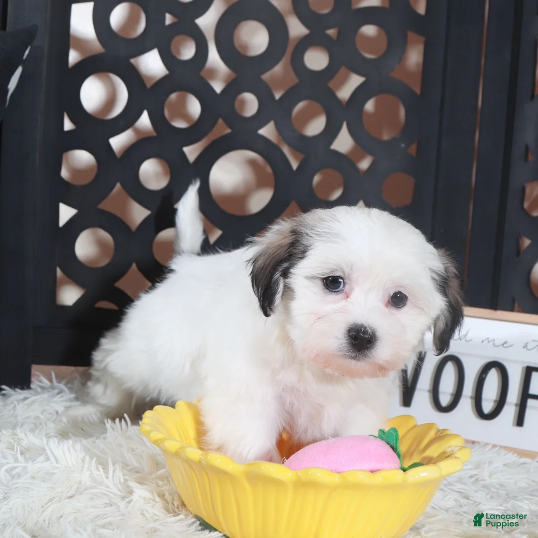 Teddy Bear dogs for sale: Fiona Lovely Teddy Bear Puppy - Ad 4