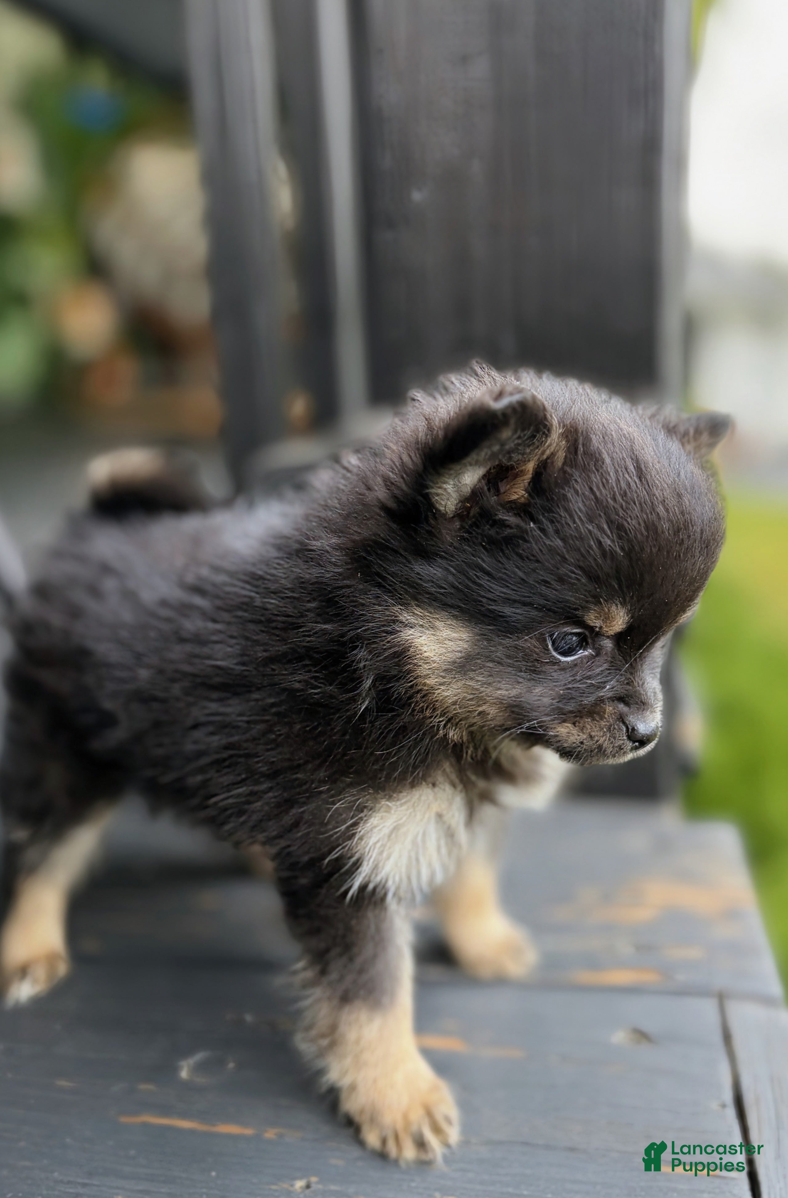 Pomeranian dogs Biscuit  - Ad 2