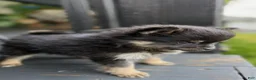 Pomeranian dogs for sale: Biscuit  - Ad 2