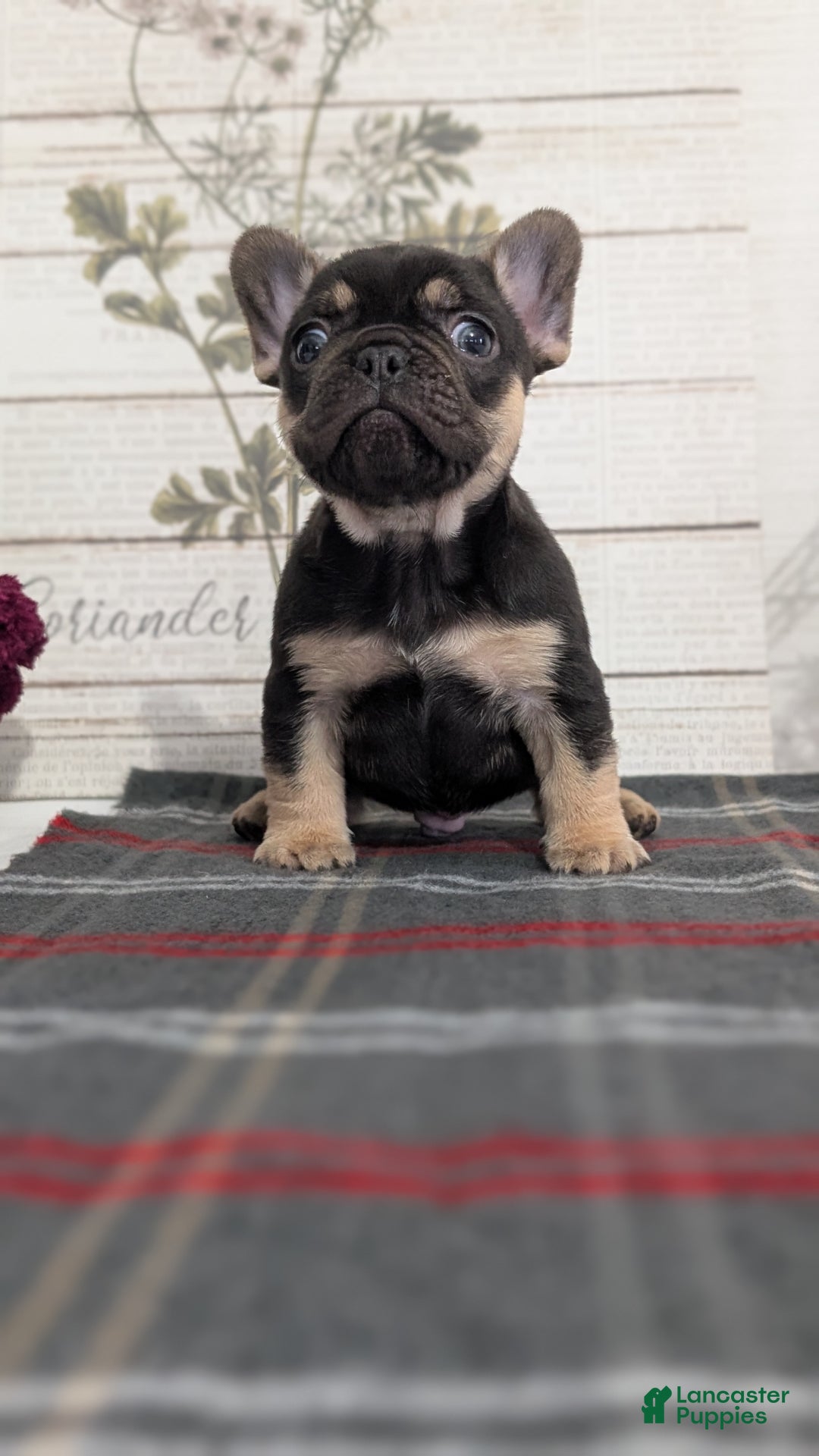 French Bulldog dogs for sale: Scout - Ad 12