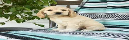 Cocker Spaniel dogs for sale: Dexter  - Ad 3