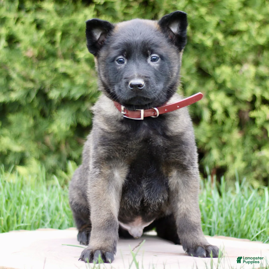 Belgian Malinois dogs for sale: Saber  - Ad 2