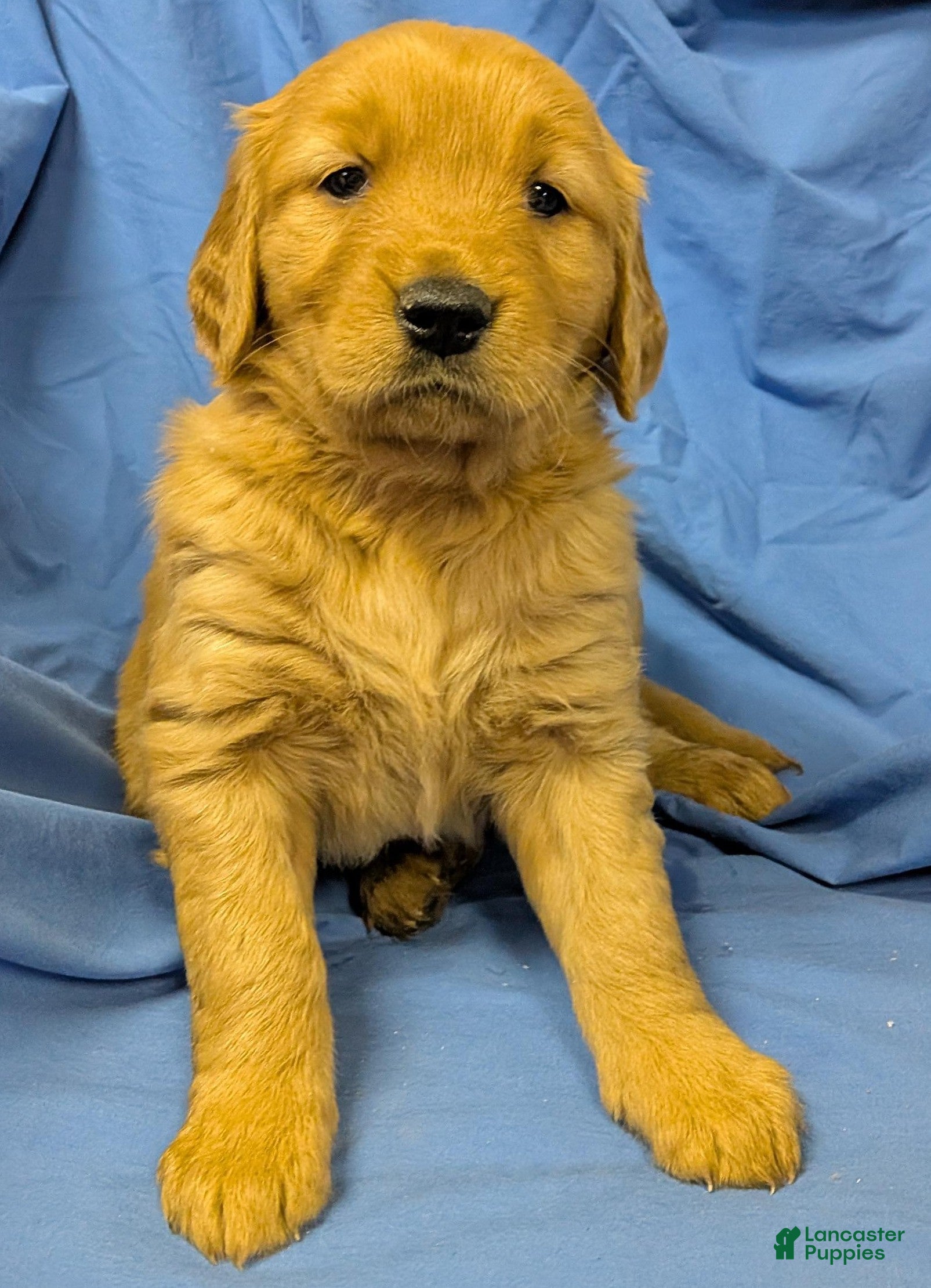 Golden Retriever dogs Piper - Ad 1