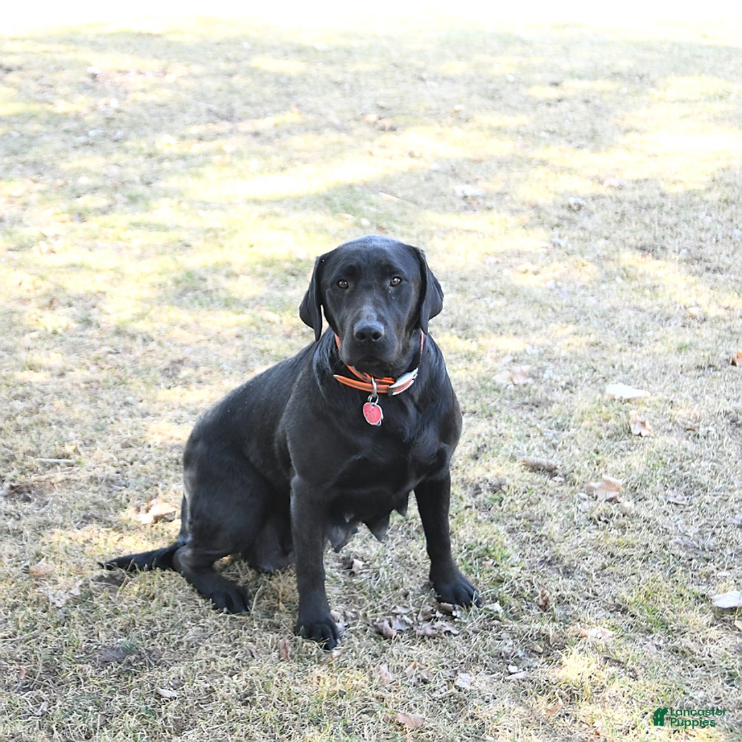 Labrador Retriever dogs for sale: Sunshine - Ad 11