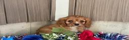 Cavalier King Charles Spaniel dogs for sale: Hunter Cavalier King Charles Spaniel  - Ad 7