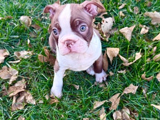 Boston Terrier dogs Boston Terrier Puppy 3 - Ad 26