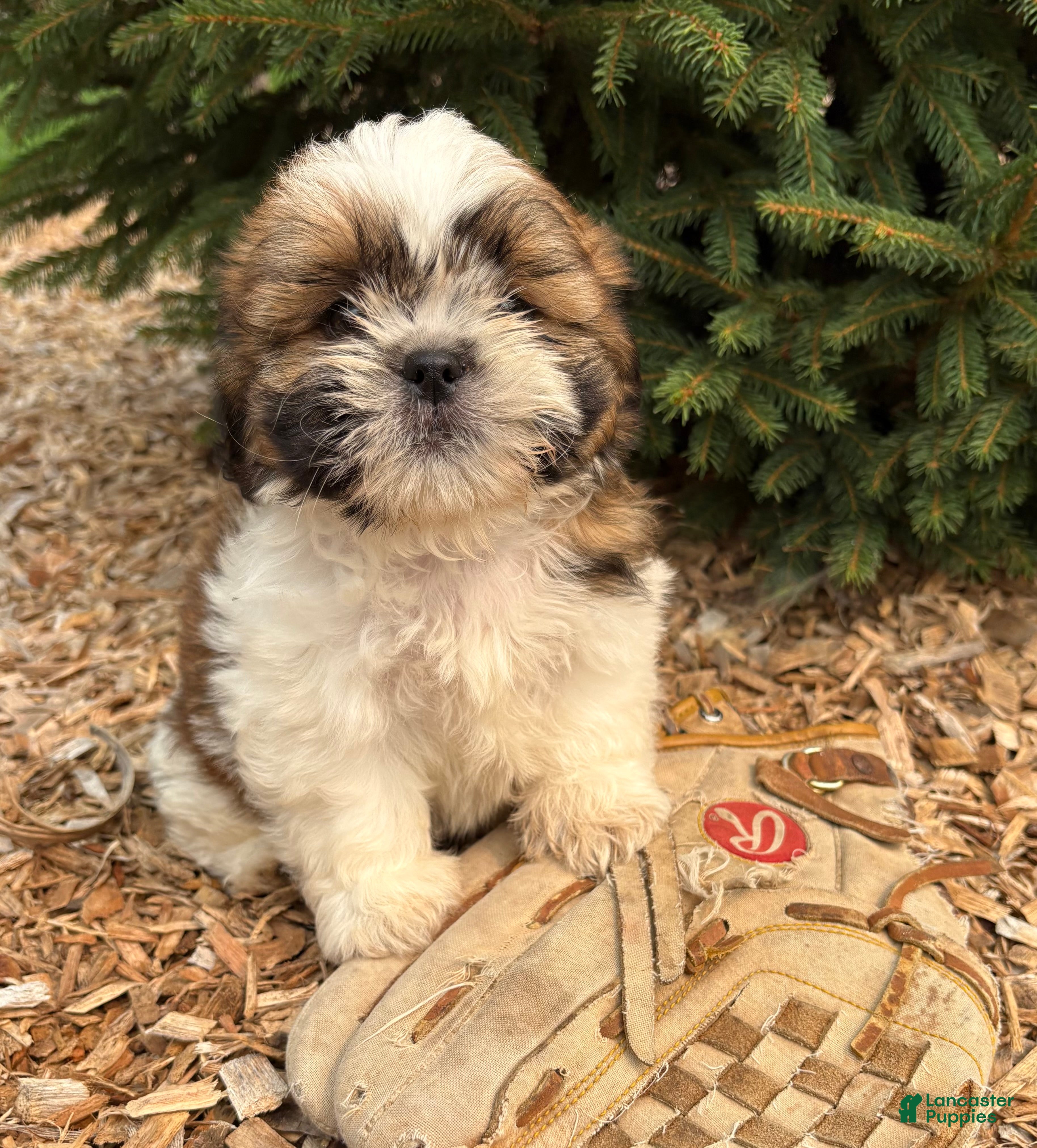 Shih Tzu dogs Jinx - Ad 1