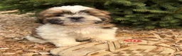 Shih Tzu dogs for sale: Jinx - Ad 1
