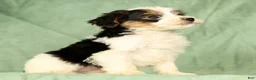 Yorkiepoo dogs for sale: Rex - Ad 5