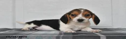 Beagle dogs for sale: Poppy - Ad 5