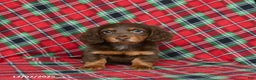 Miniature Dachshund dogs for sale: Indigo - Ad 5