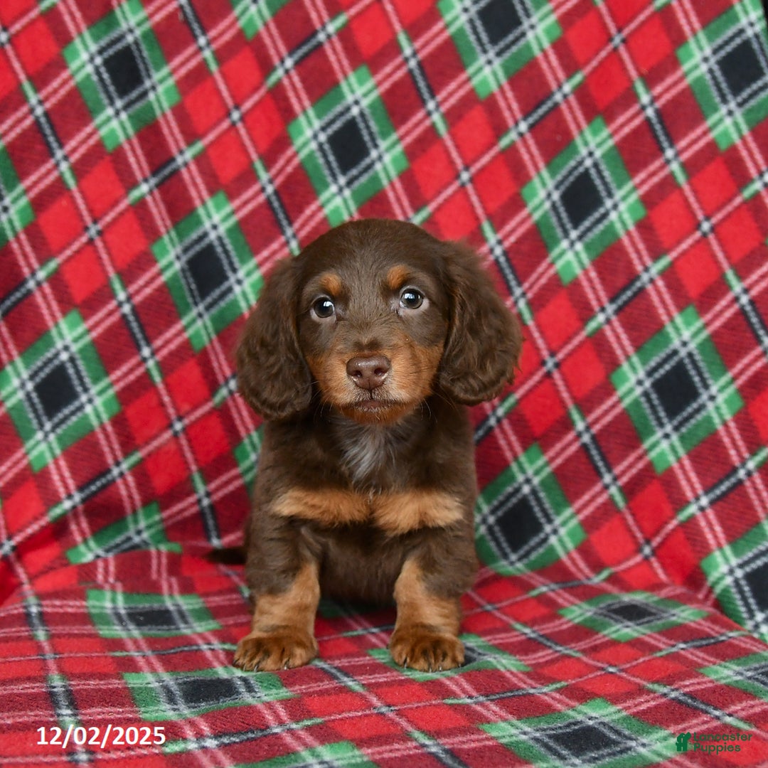 Miniature Dachshund dogs for sale: Indigo - Ad 5